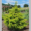 Picea omorika Wolski Gold