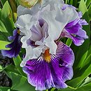 Iris Wirtuoz