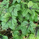 ×Heucherella Kimono