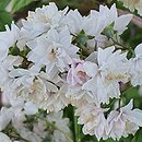 Deutzia Rosea Plena