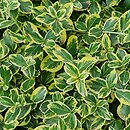 Euonymus fortunei Country Gold