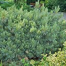 Pinus sylvestris Chantry Blue