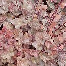 Heuchera Regina