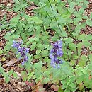 Nepeta grandiflora Bramdean