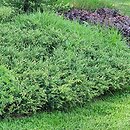 Juniperus communis Spotty Spreader