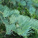 Abies concolor Argentea