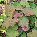 Heuchera Bronze Beauty