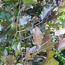 Fagus sylvatica Anny's Red Pillar