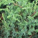 Juniperus rigida var. conferta Schlager