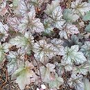 Heuchera Quilters Joy