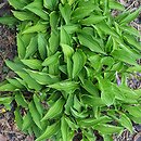 Hosta Lemon Delight