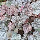 Heuchera Prince of Silver