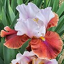 Iris Latin Hideaway