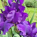 Iris Matinata