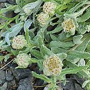 Helichrysum basalticum