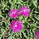 Delosperma cooperi (słonecznica Coopera)