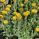 Helichrysum aureum