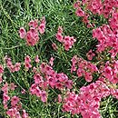 Diascia integerrima