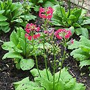 Primula japonica Miller's Crimson