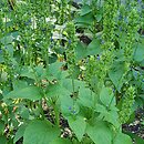 Salvia hispanica (szałwia hiszpańska)