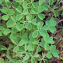 Oxalis tuberosa (szczawik bulwiasty)