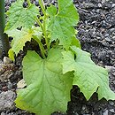 Luffa cylindrica (gąbczak walcowaty)