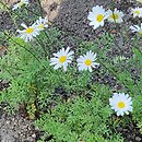 Chrysanthemum cinerariifolium (złocień dalmatyński)