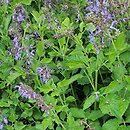 Salvia miltiorrhiza (szałwia czerwona)