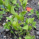 Turnera diffusa (turnera rozpierzchła)