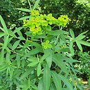 Euphorbia sarawschanica