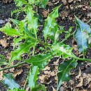 Ilex aquifolium Monstrosa