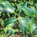 Ilex aquifolium Donningtonensis