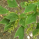 Acer rufinerve Albolimbatum
