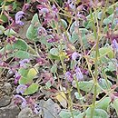 Salvia cyanescens