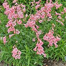 Penstemon Huntington Pink