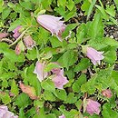 Campanula punctata Reifrock