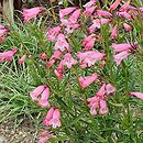 Penstemon Evelyn