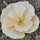 Eschscholzia Champagne