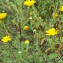 Anacyclus radiatus (bertram promienisty)