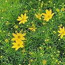 Coreopsis verticillata Zagreb