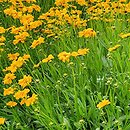 Coreopsis grandiflora Christchurch