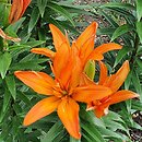 Lilium Scoubidou