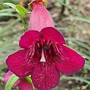 Penstemon Rich Ruby