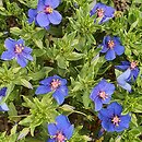 Anagallis monelli Blue