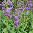 Penstemon Willy's Purple