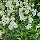 Penstemon Weiss