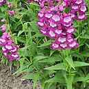 Penstemon Lord Home