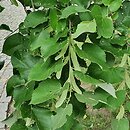 Tilia tomentosa Orbiculata