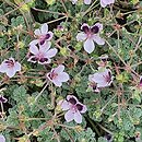 Erodium ×kolbianum