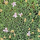 Dianthus webbianus